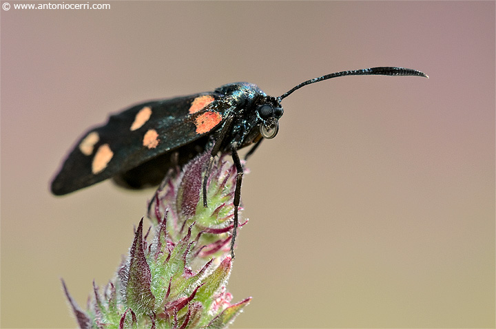 Aiuto per identificazione